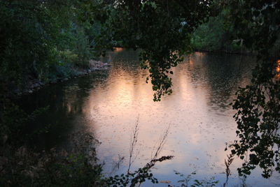 Reflection of trees in lake