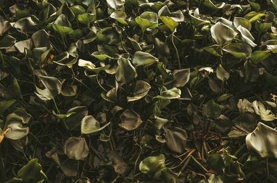 Full frame shot of plants growing on field