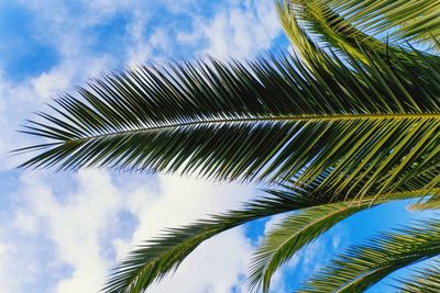 Low angle view of palm tree against sky