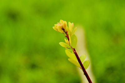 Close-up of yellow flower