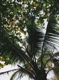Low angle view of palm trees against sky