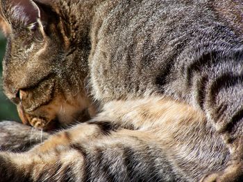 Close-up of a sleeping cat