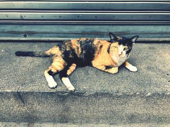 Portrait of cat sitting on street