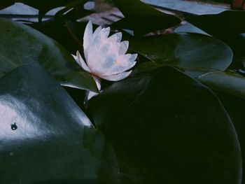 Close-up of lotus water lily in lake