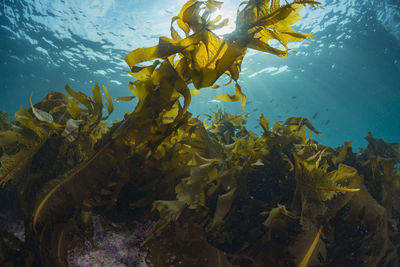 Light pours into a forest of seaweed.