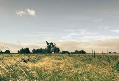 Scenic view of field against sky