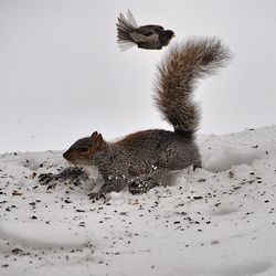 Bird flying over white background