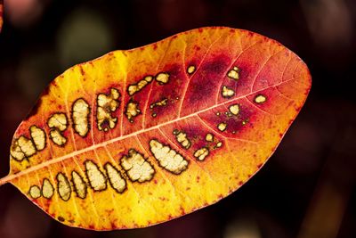 Close-up of yellow leaves on plant during autumn