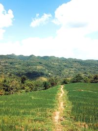 Scenic view of field against sky