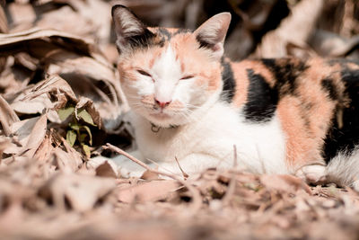 Close-up portrait of a cat