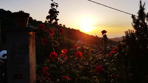 Scenic view of orange sky during sunset