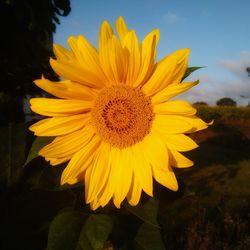 Close-up of sunflower