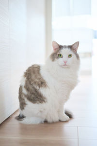 Portrait of cat sitting on floor at home
