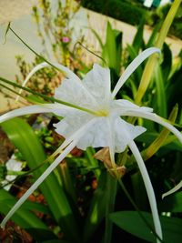 Close-up of flowers