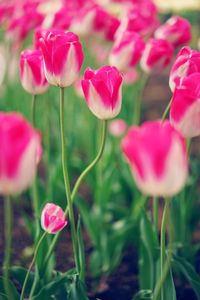 Close-up of pink tulips on field