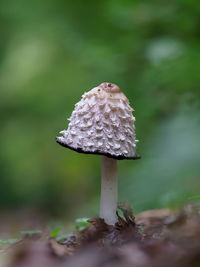 Close-up of mushroom growing on field