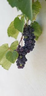 High angle view of grapes growing on tree