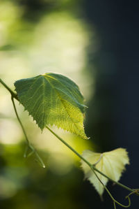 Close-up of green leaves