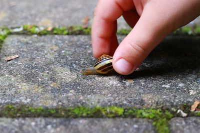 Close-up of hand holding leaf