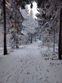 Snow covered trees