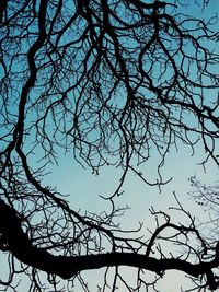 Low angle view of bare trees against sky