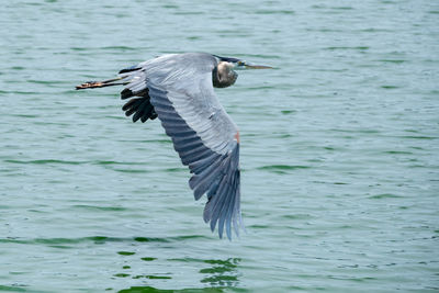 Bird flying over sea