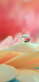 Close-up of water drop on pink flower petal