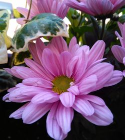 Close-up of pink flowers blooming outdoors