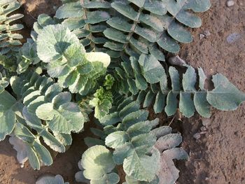 Close-up of cactus