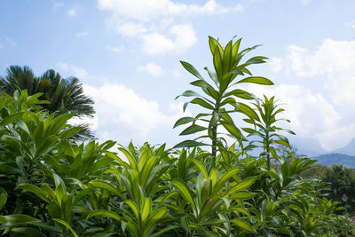 Low angle view of plants growing on field against sky