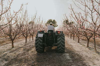 Back view of anonymous male farmer driving tractor near blooming apricot trees growing in countryside on summer day