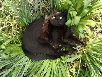 Black cat on tree