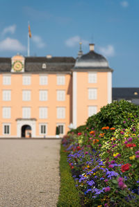 Flowering plants by building against sky