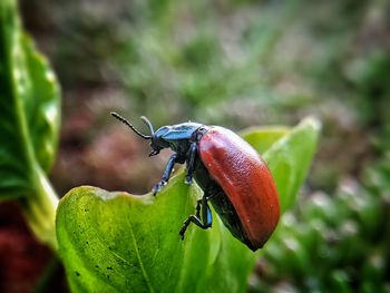 Close-up of insect on plant