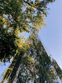 Low angle view of trees against sky
