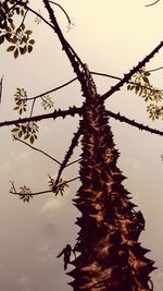 Low angle view of flower tree against sky