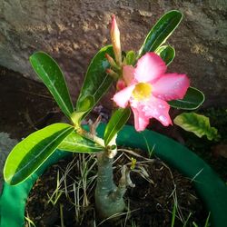 High angle view of pink flowering plant