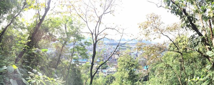 Scenic view of trees