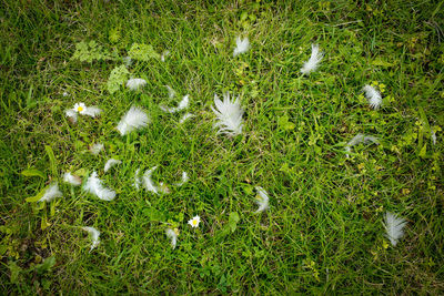 High angle view of peacock on grassy field