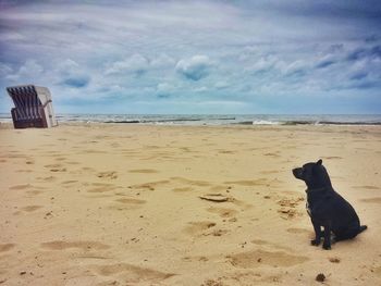 Dog on beach against sky