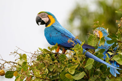 Close-up side view of blue-and-yellow macaw perching on plant