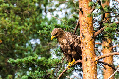 Low angle view of eagle perching on tree