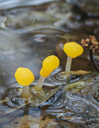 Close-up of wet yellow flowering plant