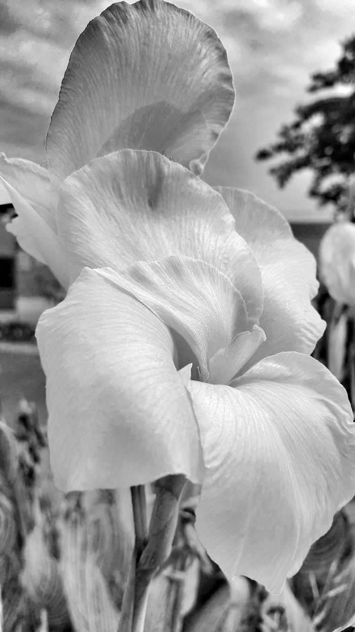 flower, petal, flower head, fragility, close-up, freshness, beauty in nature, growth, single flower, nature, focus on foreground, blooming, white color, natural pattern, plant, in bloom, softness, day, no people, blossom