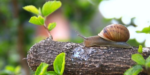 Close-up of snail on plant