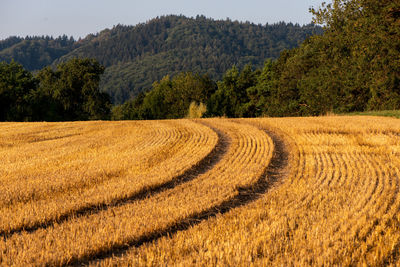 Scenic view of field against trees