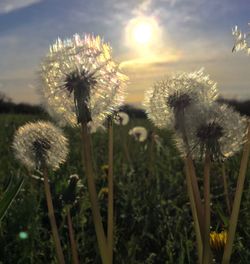 Close-up of dandelion