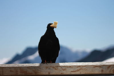 Close-up of bird perching on wood against sky