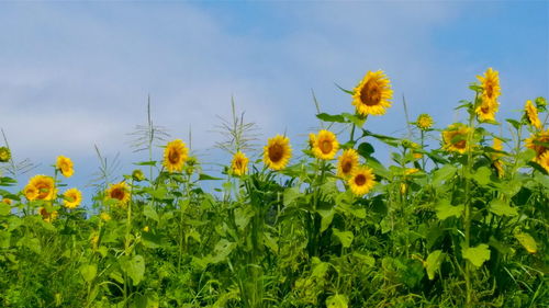 Close-up of fresh yellow flowers against clear sky