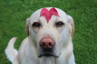 Dog enjoying autumn 